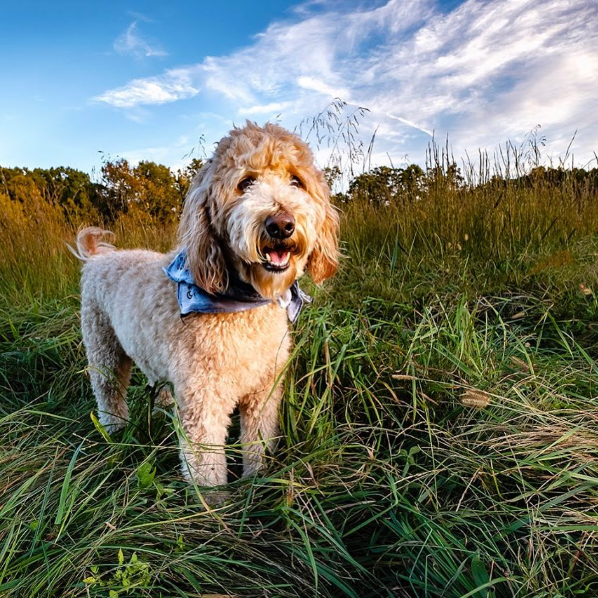 Dog portrait outdoors